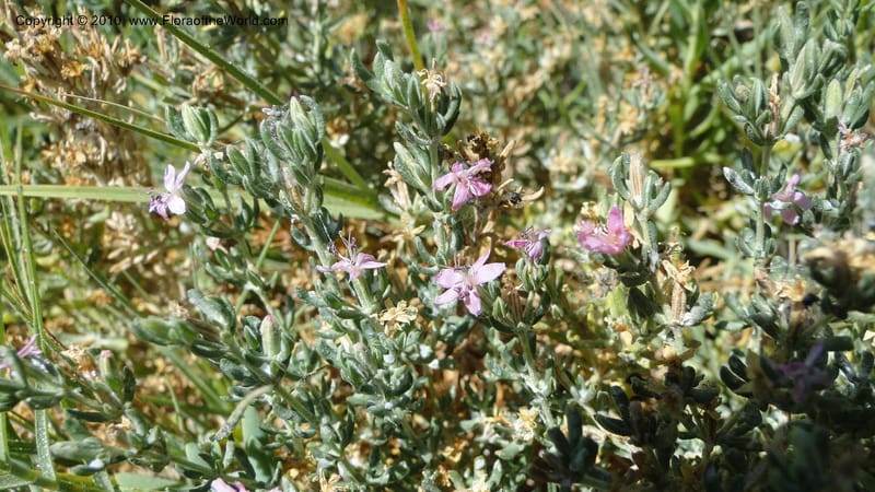 Frankenia salina, C. Davidson 11807--CA. Alameda Co. East Bay. 2 Sept 2010. 320 (43).jpg