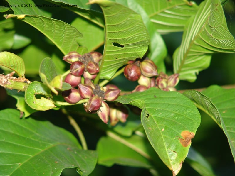 Combretum, R. Gereau 6807--Tanz. Ulanga. Mzelezi For. Res. Mbangayao Sch. 11 Feb 06. 145 (2).jpg