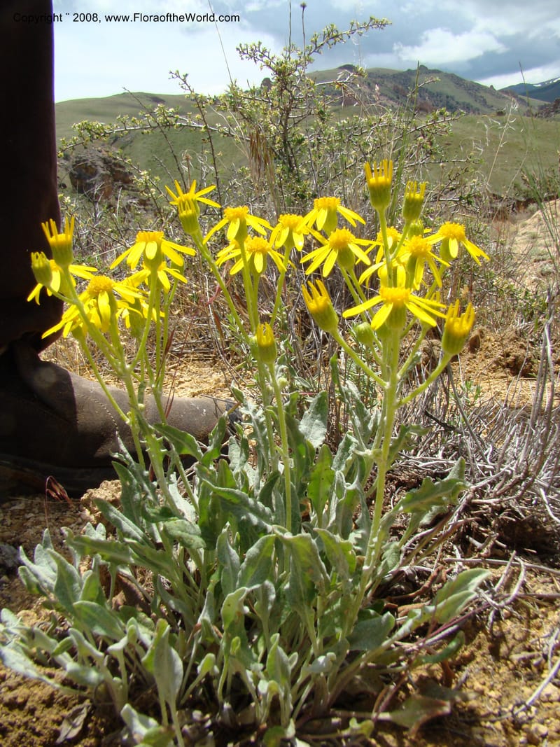 OR. Malheur Co. Leslie Gulch. 1 Jun 08. 251.jpg