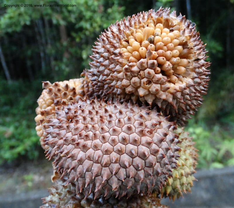 Pandanus borneensis, Callmander, M 1186--Sabah. G. Silam. 1 Oct 2014. DSC00937 (200).JPG