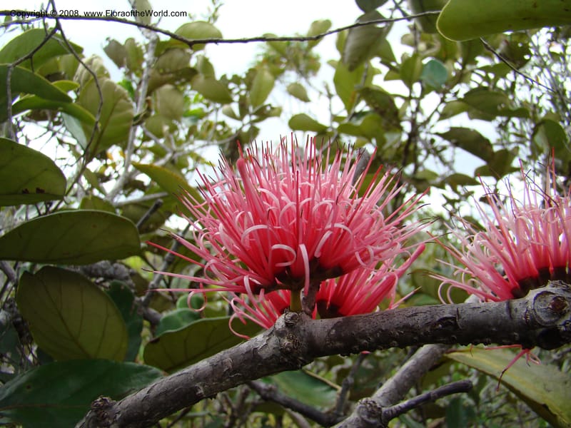 Amyema, JMunzinger4909--New Caledonia. Parc Prov. Riviere Bleue. 22 Nov 07. 155.jpg