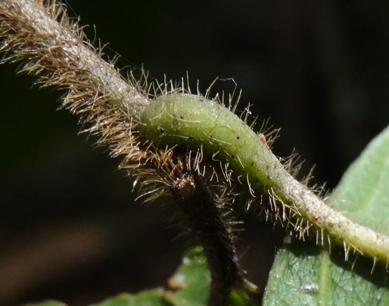 Alectryon hirsutus, Munzinger, J 7422--New Caledonia. Foret du Koghi. 13 Nov 2015. DSC02196 (65).JPG