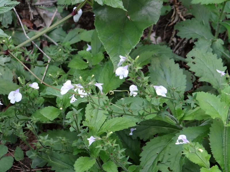 Mazus caducifer, Li Pan 1205291--China. Zhejiang Prov. Tian Mu Shan. 29 May 2012. DSC00348 (141).JPG