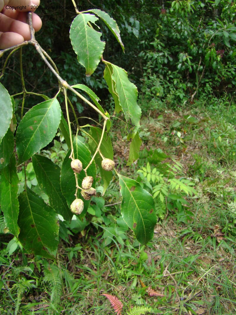 Turpinia occidentalis, NMartinezM2410--MX. Chiapas. Cta. Guapilla-Tapalapa. 13 Sep 08. 209 (1).jpg