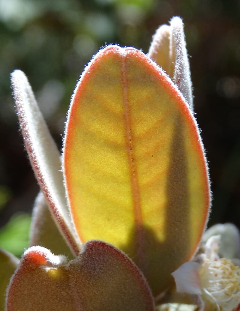 Gossia alaternoides, Callmander, M 1273--New Caledonia. PinPin. 20 Nov 2015. DSC03938 (362).JPG