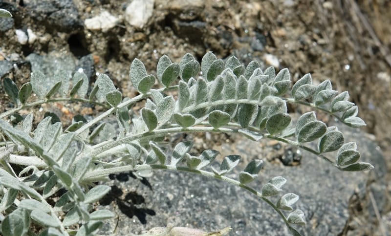 Astragalus purshii, C. Davidson 13582--ID. Idaho Co. Salmon R. Rd. E of Riggins. 24 May 2017. DSC00708. JPG (194).JPG