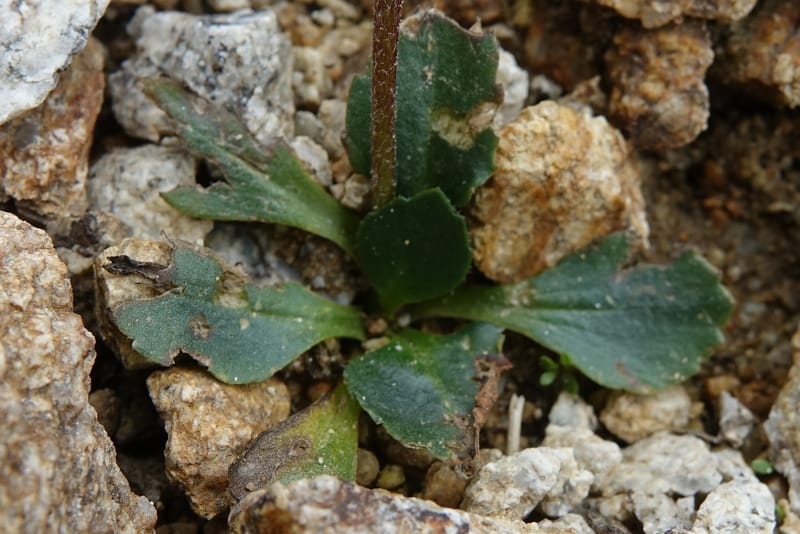 Micranthes melanocentra, C. Davidson 13795--China. Sichuan. Zhe Duo Shan. 17 Aug 2017. DSC06717 (183).JPG