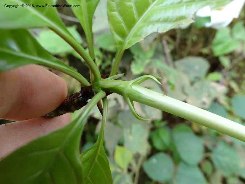 Euclinia longiflora, Davidson, C 12348--Cameroon. Ekondo Titi to Ekondo Nene. 21 Mar 2014. DSC02995 (45).JPG