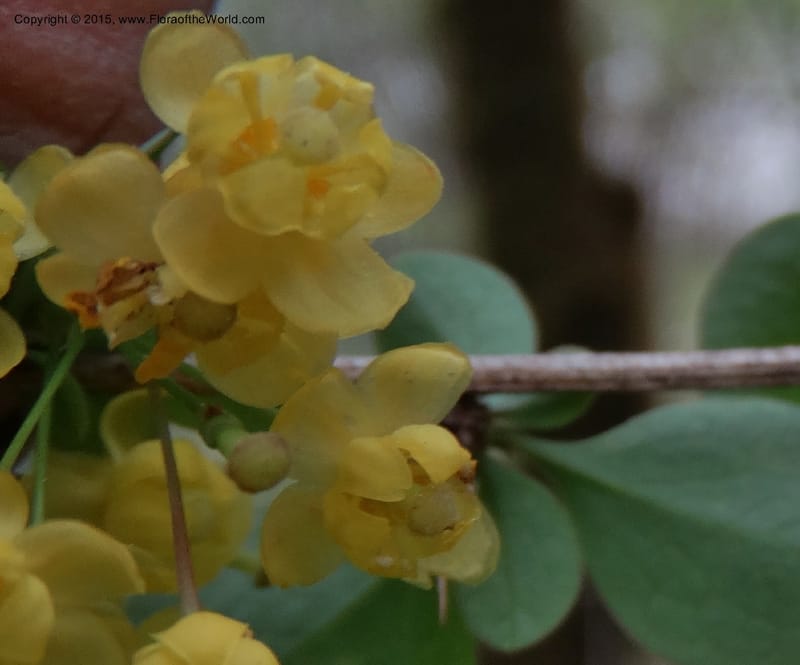 Berberis, Boufford, D 43610--China. Sichuan. ShaShiDuo. 8 May 2014. DSC04232 (214).JPG