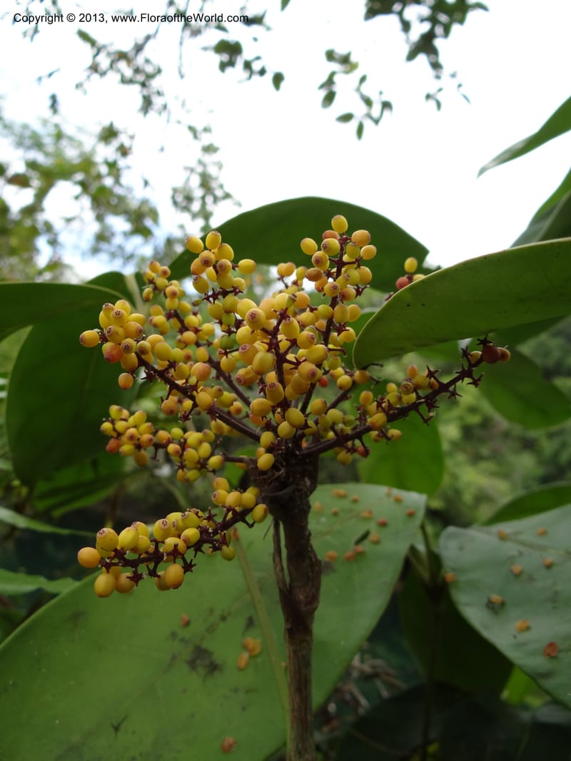 Schefflera, S.98862--Malaysia, Sarawak. Gunong Tai Ton. 27 Mar 2012. DSC05734 (33).JPG