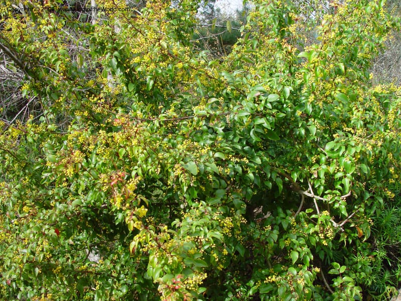 Berberis darwinii. 76.0264--CA. UC Berkeley Bot. Gard. 10 Feb 03. 057.jpg