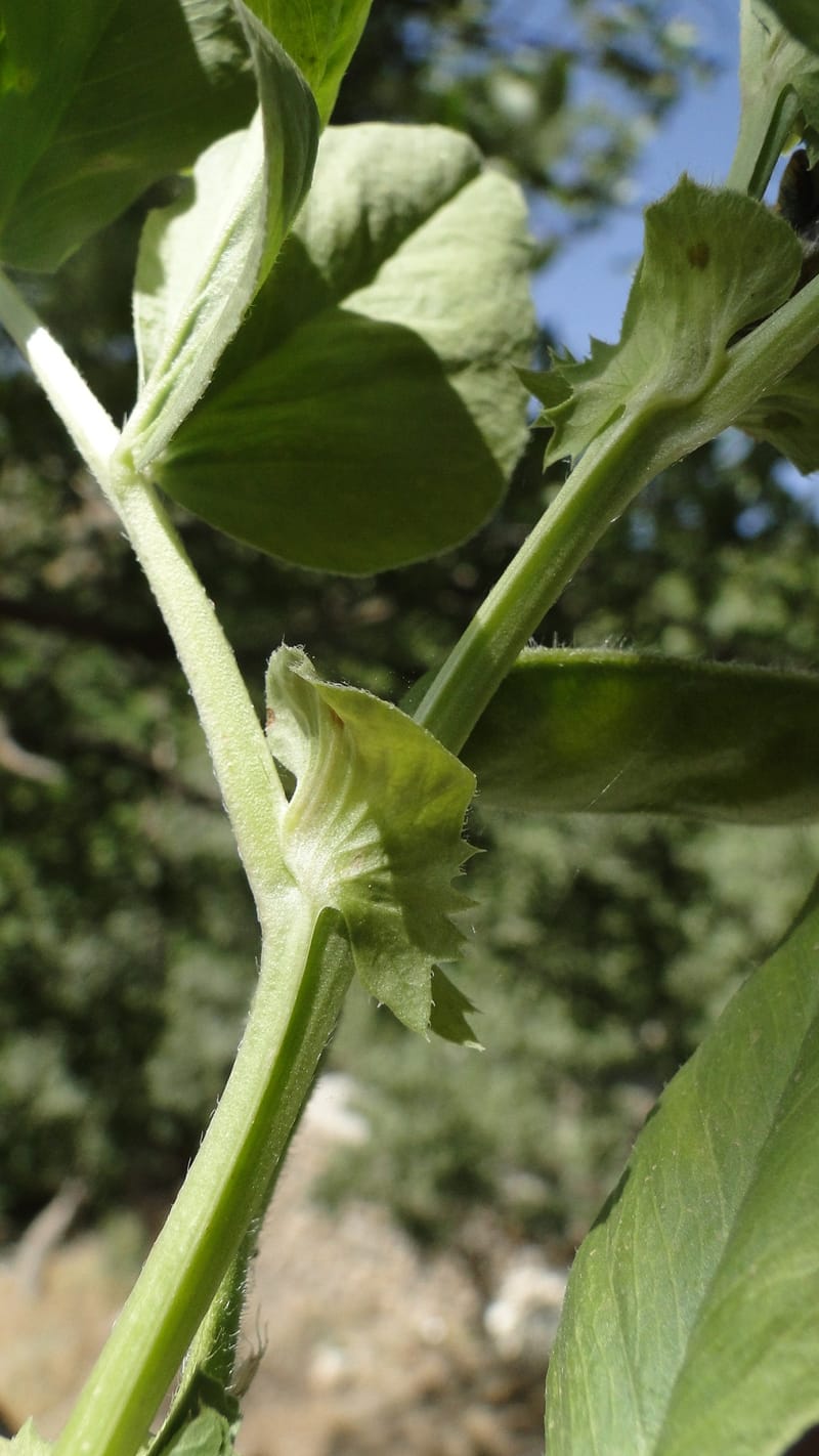 Vicia narbonensis, A. G. Miller 136.5--Iraq. Kurdistan. Shakh-i Pira Magrun. Zewiya. 12 June 2010. 018 (3).jpg