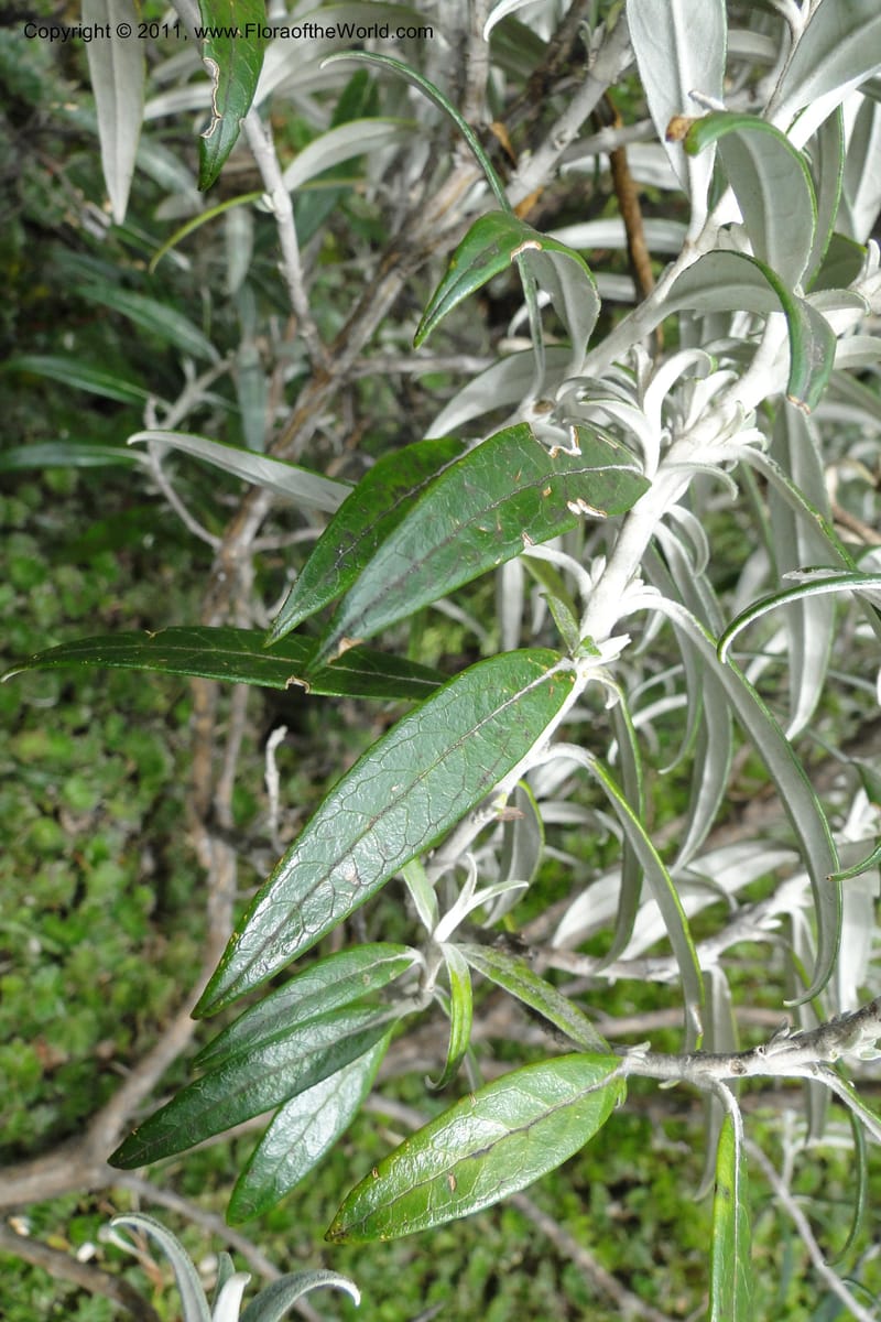 Buddleja incana, Ulloa 2067--Ecuador. Pichincha. Res. Ecol. Ilinizas. 4 June 2011. 321 (9).jpg