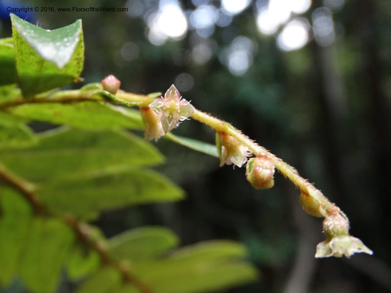 Anisophyllea disticha, Davidson, C 12897--Sabah. Deramakot For. Res. 24 Mar 2015. DSC00089 (104).JPG
