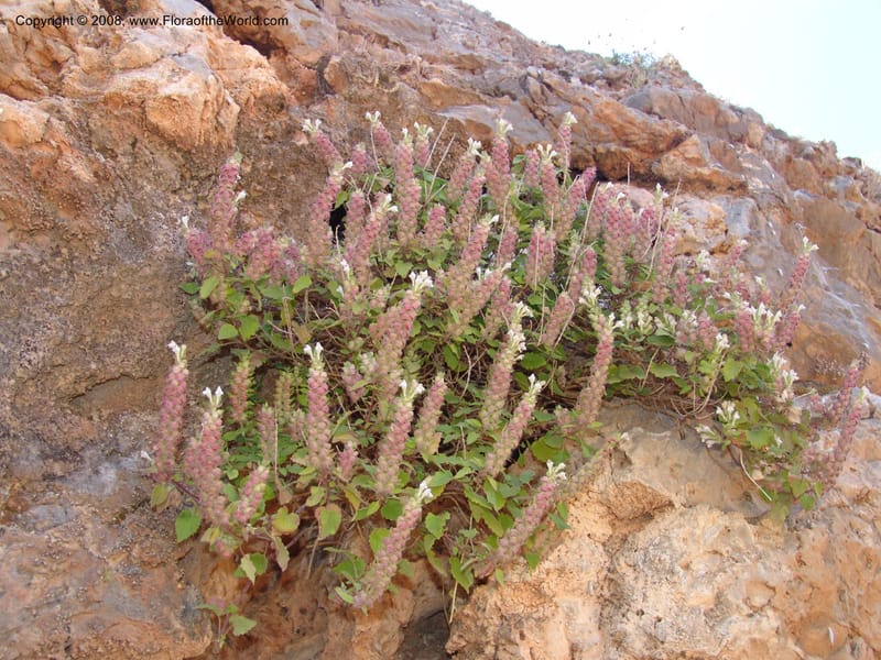 Scutellaria sieberi--Crete. Ep. Kydonia. Akrotiri. Trail Gouvernetos . 23 May 05. 061.jpg