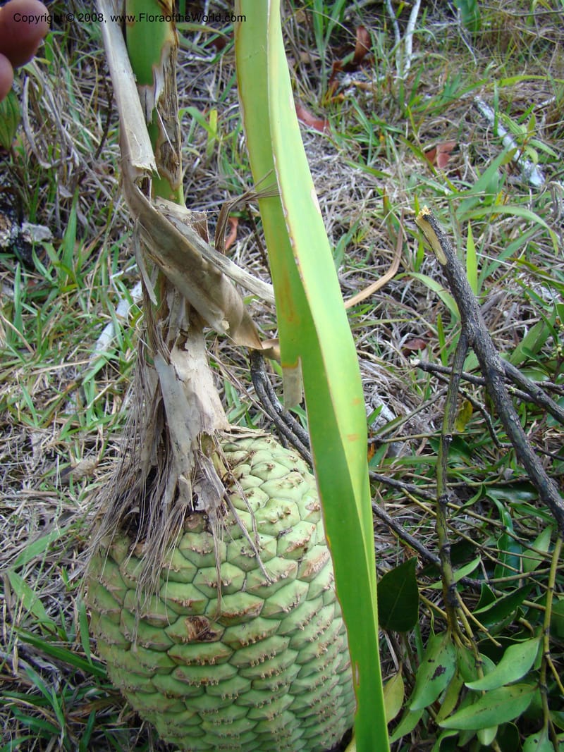 Pandanus, JMunzinger4761--New Caledonia. Mandjelia. 13 Nov 07. 119.jpg
