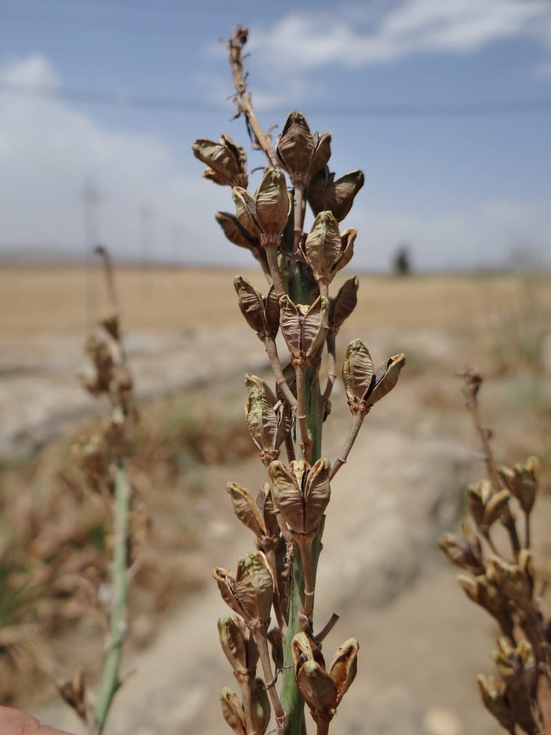 Asphodelus microcarpus--Kurdistan. Germaspan. 21 May 2013. DSC04190 (62).JPG