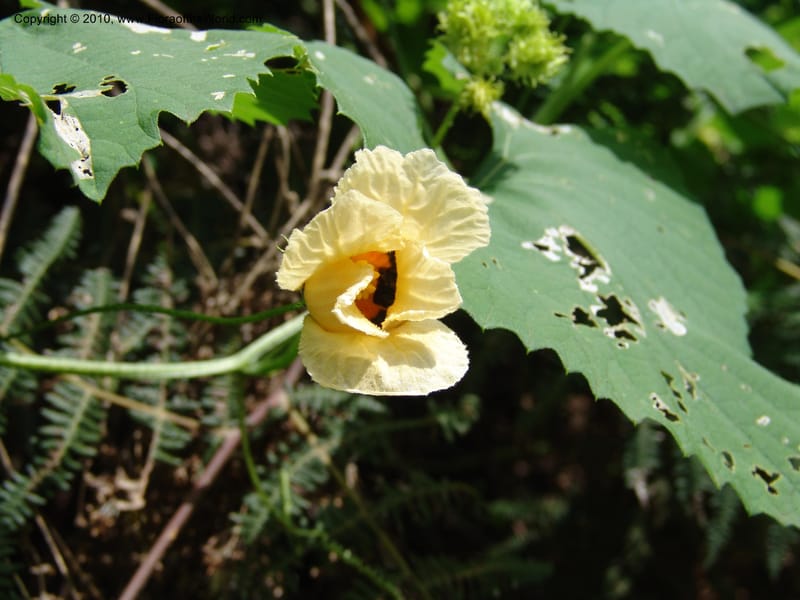Momordica foetida, R. Gereau 6794--Tanz. Ulanga Distr. Mbangayao Sch. 12 Feb 06. 039 (4).jpg