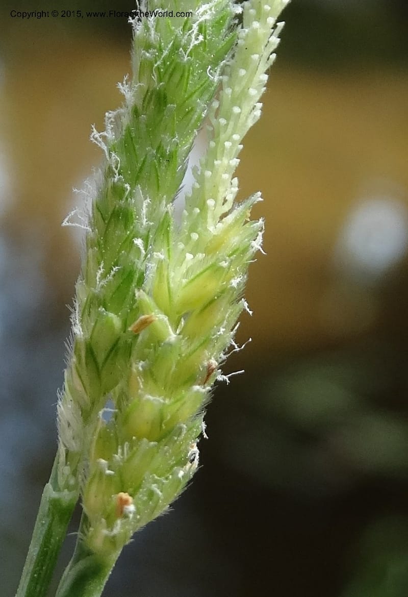 Alopecurus aequalis, Davidson, C 12610--Idaho. Valley Co. Payette Lake. Sylvan Cr. 20 Jul 2014. DSC00669 (128).JPG
