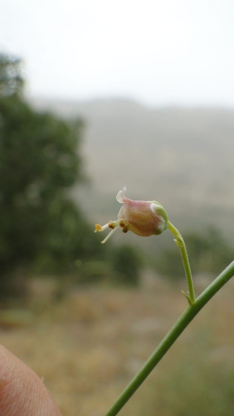 Scrophularia xanthoglossa, A. G. Miller 120.A12--Iraq. Kurdistan. Shakh-i Pira Magun. 9 June 2010. 206 (8).jpg