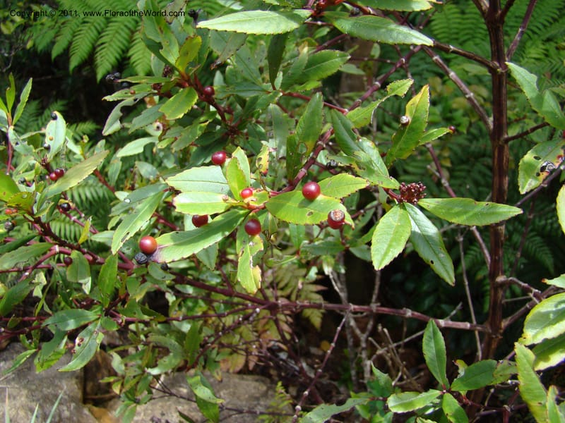 Ascarina rubricaulis, [Munzinger, J 4846]--New Caledonia,  Dzumac, 20 Nov 2007,  70 (15).jpg