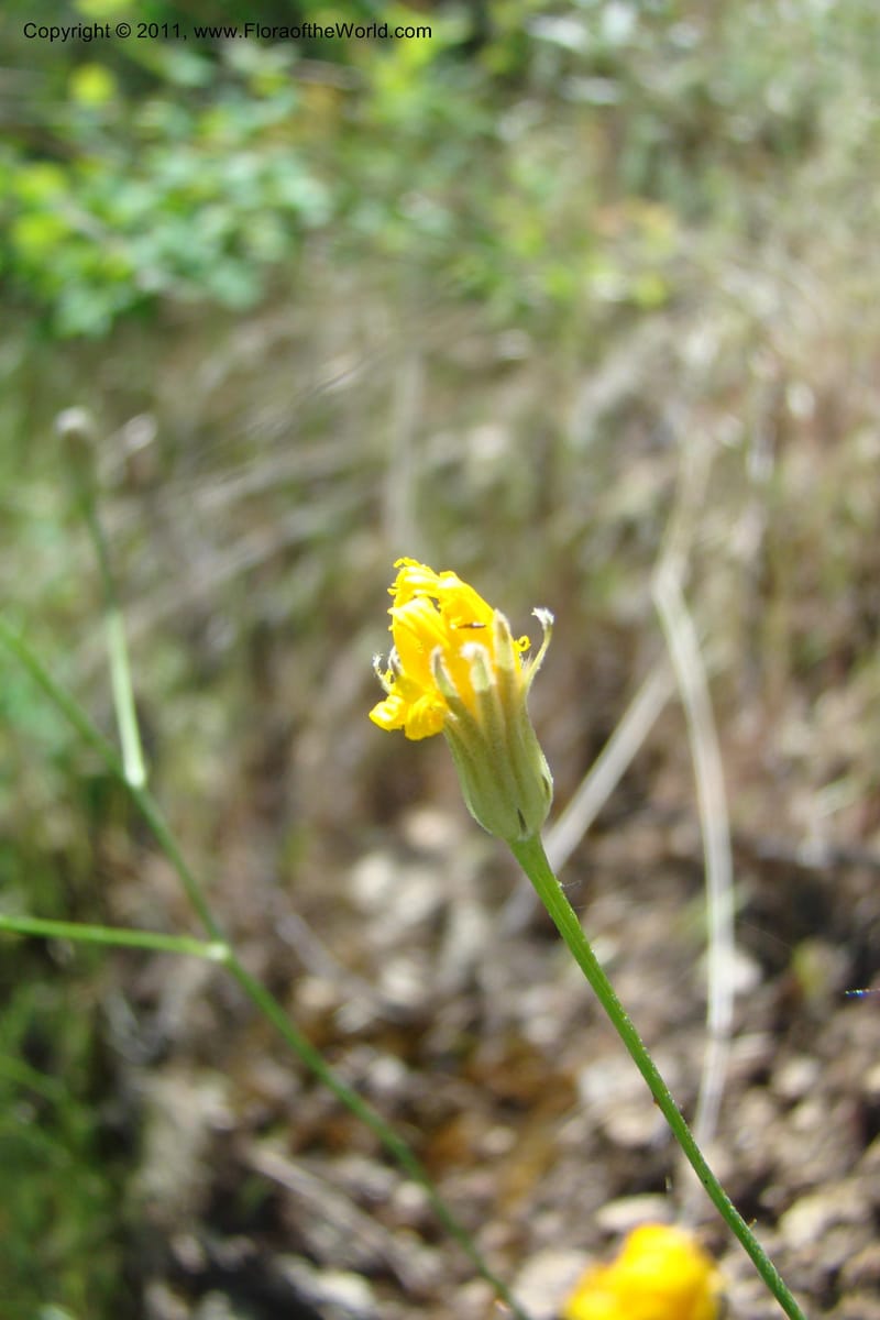Crepis atrabarbata, C. Davidson 11389--IIdaho. Idaho Co. Salmon River. Shepp Ranch. 28 May 2009. 179.jpg