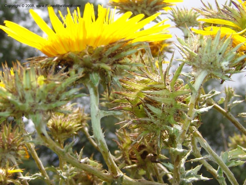 Berkheya--So.Africa. KZN. Midl. Meand. Granny Mouse. 13 Mch 05. 078.jpg