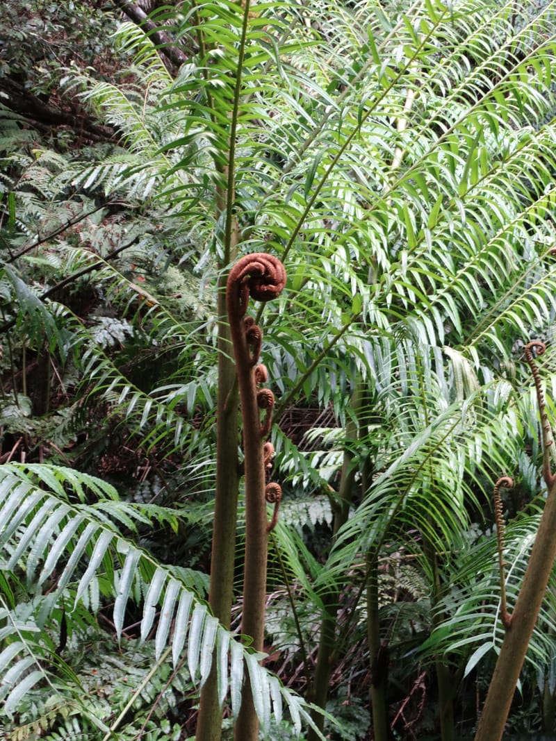 Angiopteris, Munzinger, J 7403--New Caledonia. Haute Robinson. 11 Nov. 2015. DSC00909 (306).JPG