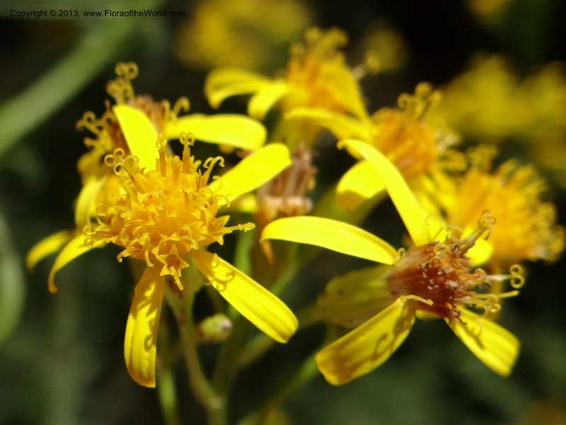 Senecio glaber, W. D. Stevens 34159--Chile, PN Siete Tazas. 21 Feb 2013  99374 (21).JPG