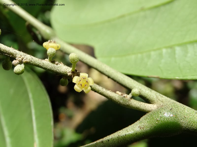 Octoknema, Davidson, C 12386--Cameroon. Bakengili Trail, Mt. Cameroon. 24 Mar 2014. DSC03587 (208).JPG