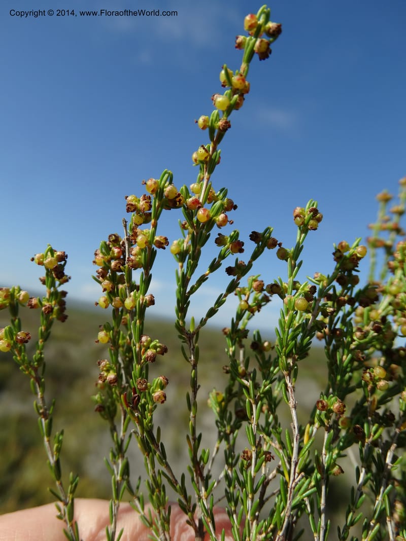 Erica, Davidson, C 12302B--South Africa. Western Cape. De Hoop Nature Res. 22 Jan 2014. DSC01681 (122).JPG