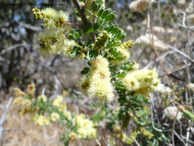 Acacia greggii, Davidson, C 11931--AZ. Yavapai Co. Crown King Rd. 7 May 2012.  (17).JPG
