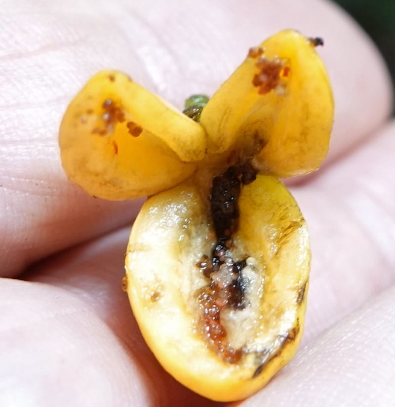 Horsfieldia prainii, D. Boufford 44155--China. Yunnan. Bam Po village. 5 May 2018. DSC02406 (107).JPG
