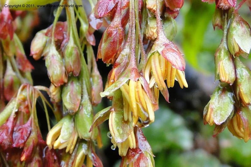 Rumex tolimensis, Ulloa 1994--Ecuador. Napo. Papallacta to Baeza. 1 Jun 2011. 376 (34).jpg
