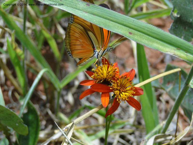 Bidens gardneri, [Stevens,  W. D 31068], Cerro Cora, 16 Mar 2011 1776 (5).JPG