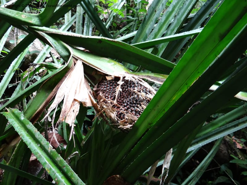 Pandanus acaulescens, Callmander 1040--Thailand. Chiang Mai Prov. Doi Suthep Pui Nat. Park. 7 Nov 2012. DSC07362 (357).JPG