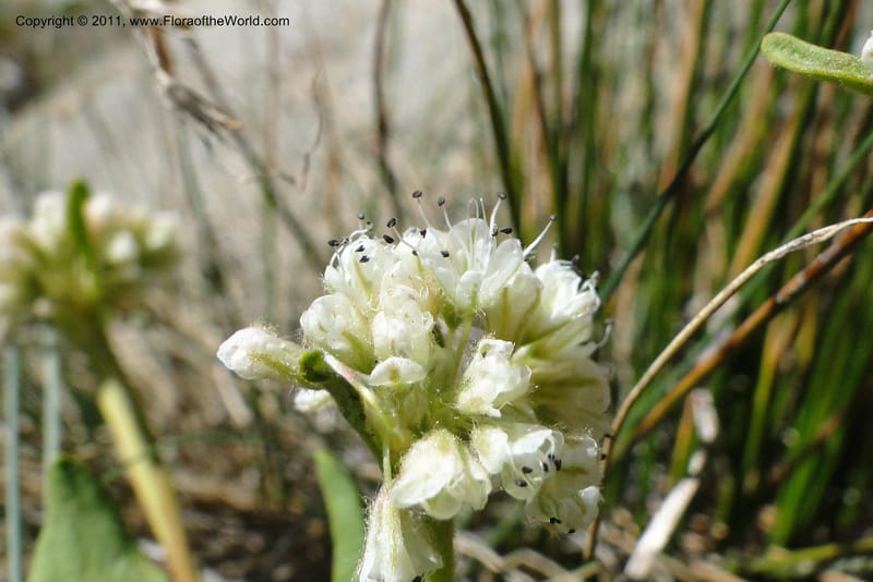 Eriogonum pyrolaefolium var. coyphaeum, Davidson, C 11893--ID. Valley Co. Lick Creek Rd. 12 Aug 2011. 001 (3).jpg