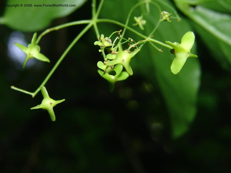 Euonymus latifolia--Georgia. Borjomi-Kharagauli Nat. Pk. 8  Jun 05. 233.jpg