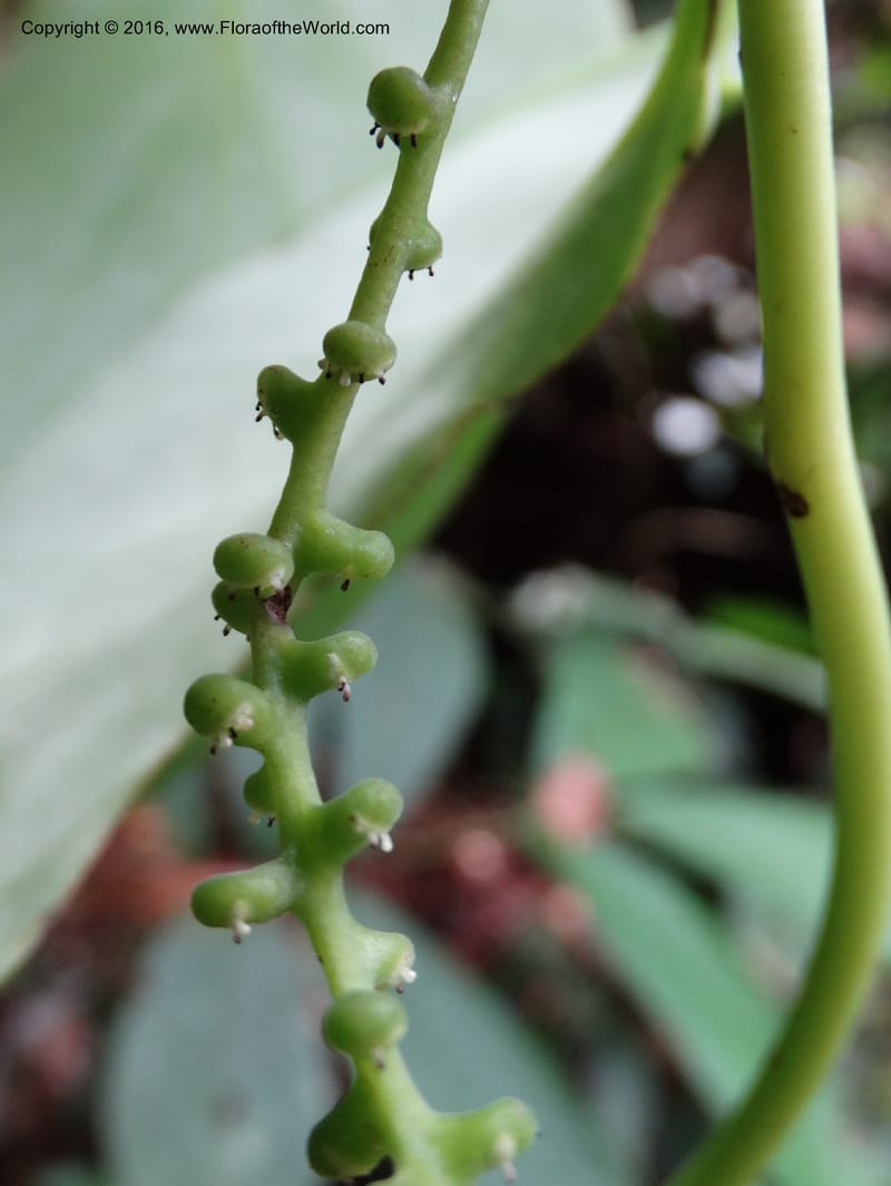 Piper, Davidson, C 12675--Sabah. Danum Valley. 4 Oct 2014. DSC01741 (235).JPG