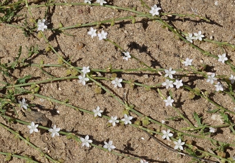 Oxygonum alatum, L. Nanyeni 1143--Namibia. B1 to Rehoboth, Frankie Fredricks St. 15 Mar 2018. DSC00565 (107).JPG