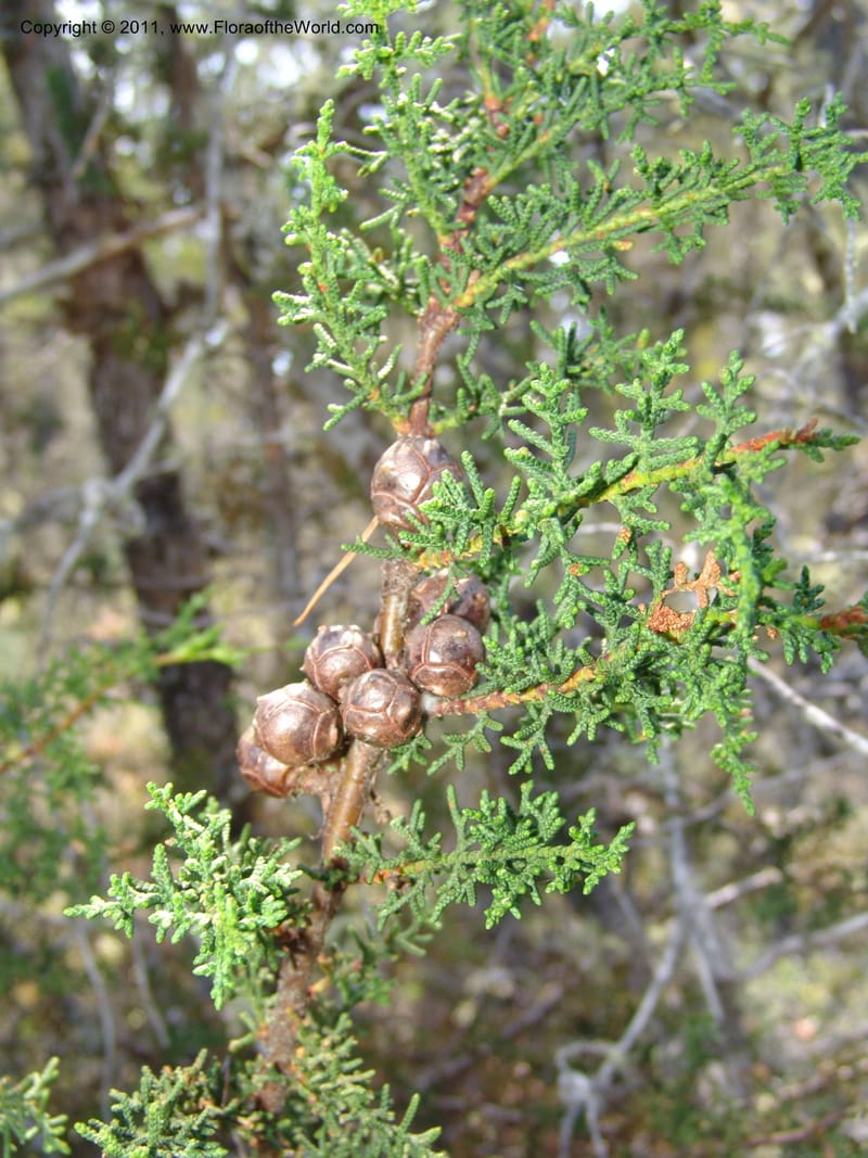 Cupressus goveniana ssp pigmaea--CA. Mendocino Co. Van Damme St. Pk, Pygmy For. 25 Jun 06. 050.jpg
