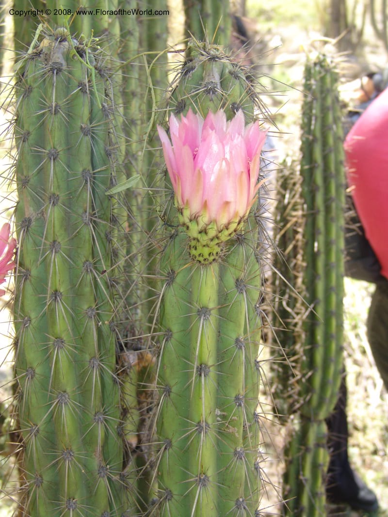 Corryocactus melanotrichus, nr. 1436--Bolivia. La Paz. Jardin Botanico La Paz. 3 Dec 04. 087.jpg