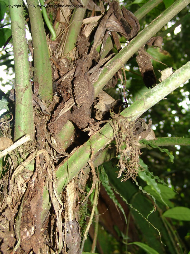 Asplundia, Croat, T 93393--Ecuador. Prov. Los Rios. Cerro Samama, E of Pita. 14 Aug 04. 032 (7).jpg