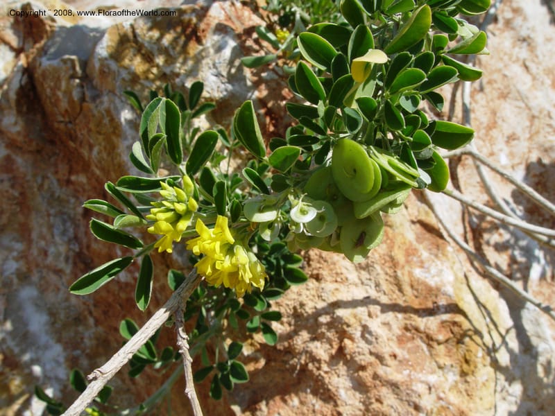 Medicago arborea, 2004.0055--Spain. Barcelona Botanic Garden. 19 Apr 04. 081.jpg