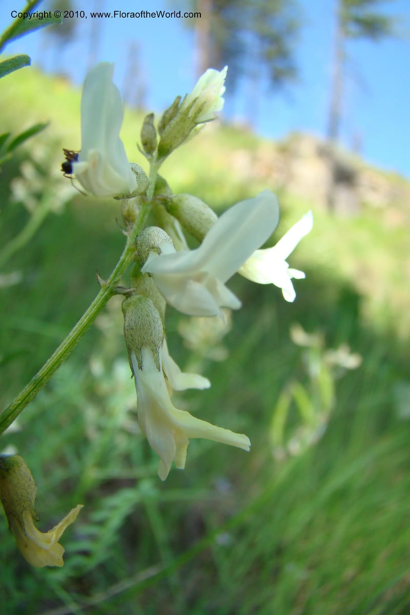 Astragalus stenophyllus, C. Davidson 11368--Idaho. Idaho Co. Salmon River. Polly Bemis Ranch. 27 May 2009. 179.jpg