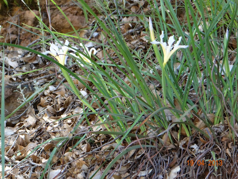 Iris tenuissima, Davidson, C 12132--USA, California, Nevada Co. 19 Apr 2013  0111 (6).JPG