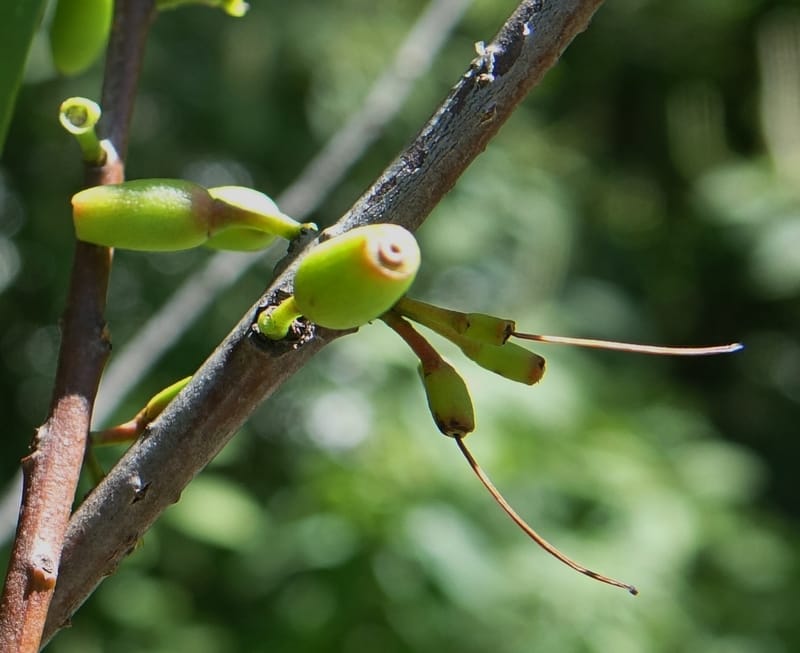 Taxillus delavayi var. delavayi, D. Boufford 43988--China. Sichuan. Yibailingba-gou. 12 Aug 2017. DSC04660 (558).JPG