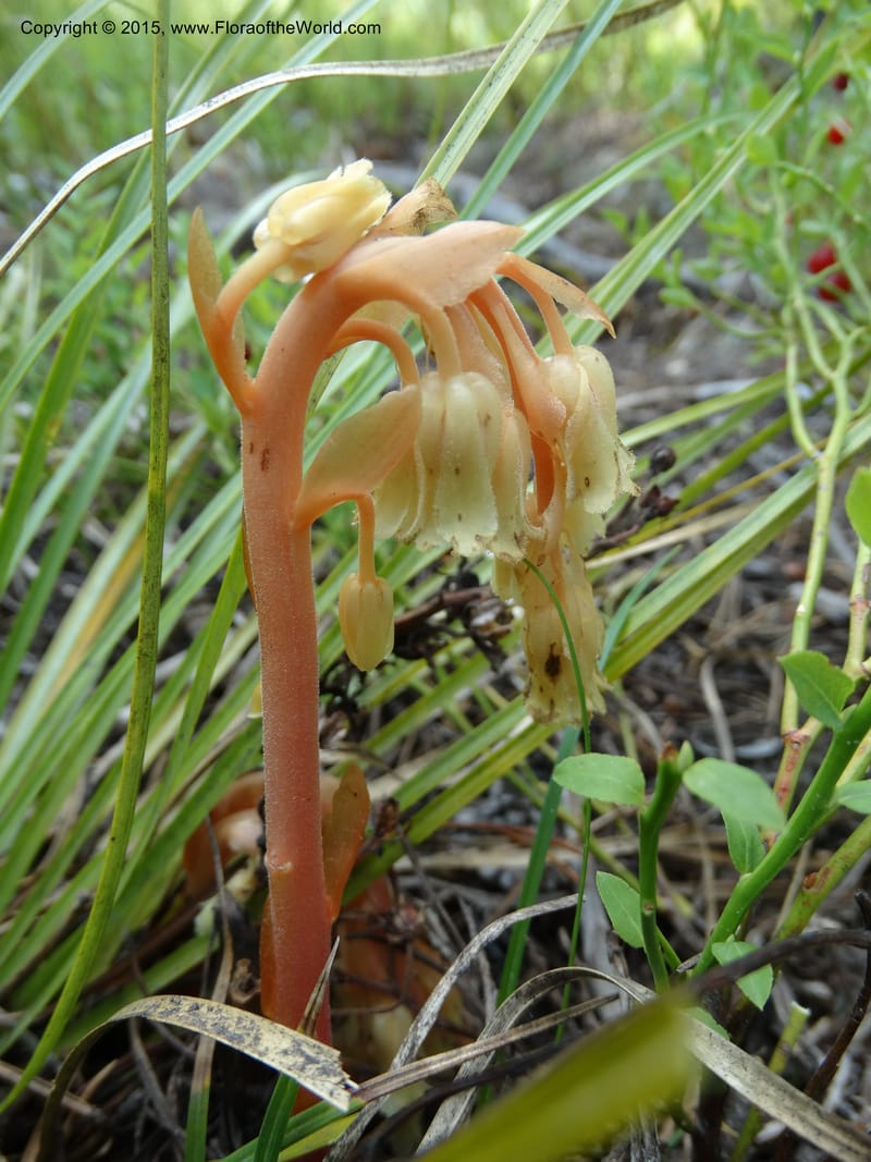 Monotropa hypopitys, Davidson, C 12626--ID. Idaho Co. S of Steamboat Summit. 5 Aug 2014. DSC00156 (220).JPG
