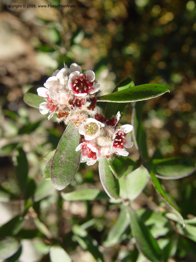 Kunzea baxteri, 76.0035--CA. UC Berkeley Bot. Gard. 10 Feb 04. 168.jpg