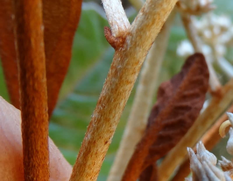 Argophyllum, Lowry, P 7423--New Caledonia. PinPin. 20 Nov 2015. DSC03938 (80).JPG